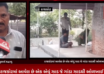 રાજકોટમાં આવેલ છે એક એવું ઝાડ જે ગાંડા ઝાડથી ઓળખાઈ છે,