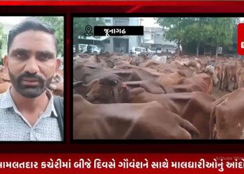 જૂનાગઢ મામલતદાર કચેરીમાં બીજે દિવસે ગૌવંશને સાથે માલધારીઓનું આંદોલન