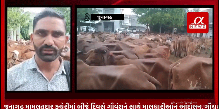 જૂનાગઢ મામલતદાર કચેરીમાં બીજે દિવસે ગૌવંશને સાથે માલધારીઓનું આંદોલન