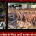 જૂનાગઢ વિસાવદર પંથકનો ગૌચર ખાલી કરાવવાનો મામલો, 20 માલધારીઓ ઉપર બે ફરિયાદ દાખલ કરાય