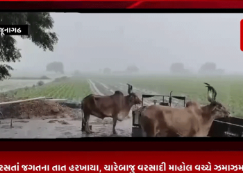 જુનાગઢ જિલ્લાભરમાં સાર્વત્રિક વરસાદ વરસતાં જગતના તાત હરખાયા