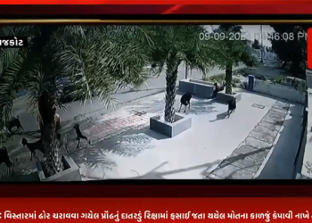 રાજકોટના આજી GIDC વિસ્તારમાં ઢોર ચરાવવા ગયેલ પ્રૌઢનું દાતરડું રિક્ષામાં ફસાઈ જતા થયેલ મોતના કાળજું કંપાવી નાખે તેવા CCTV આવ્યા સામે.