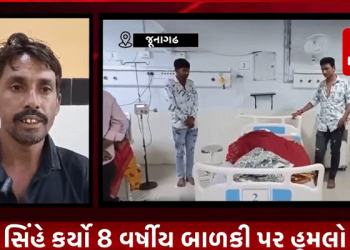 જૂનાગઢ વિસાવદર સિમ વિસ્તારમાં, સિંહે કર્યો 8 વર્ષીય બાળકી પર હુમલો, સિંહના હુમલામાં બાળકીને માથાના ભાગે, કાન અને આંખ પાસે ઇજા પહોંચી, બાળકી જૂનાગઢ હોસ્પિટલમાં દાખલ.