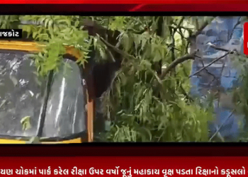 હાલ રાજકોટમાં સવારથી જ ધીમી ધારે વરસાદ ચાલુ છે ત્યારે શહેરના સ્વામીનારાયણ ચોકમાં પાર્ક કરેલ રીક્ષા ઉપર વર્ષો જૂનું મહાકાય વૃક્ષ પડતા રિક્ષાનો કડૂસલો બોલી ગયો હતો ત્યારે હાલ આ ઘટનામાં કોઈ જાનહાની થઈ નહોતી.