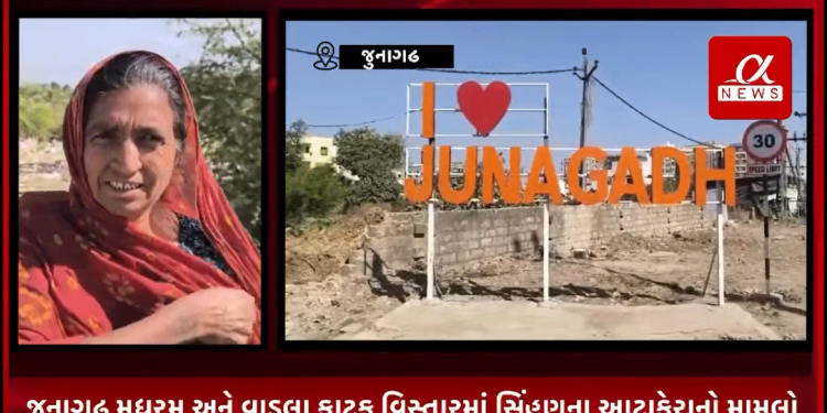 જૂનાગઢ મધુરમ અને વાડલા ફાટક વિસ્તારમાં સિંહણના આટાફેરાનો મામલો, વન વિભાગ દ્વારા અપાઈ પ્રતિક્રિયા, સામાન્ય રીતે સિંહ ક્યારેય માનવ ઉપર હુમલો નથી કરતા, વન વિભાગનું પેટ્રોલિંગ સતત હોય છે, સિંહબાળ મોટા થાય તેમ નવા વિસ્તારમાં જાય છે, રખડતા પશુથી તેમને આસાનીથી ખોરાક મળી રહેતો હોય છે, હાલમાં મધુરમ વિસ્તારમાં 3 સિંહણે રખડતા પશુનું કર્યું હતું મારણ.