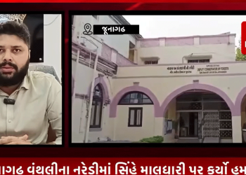 જૂનાગઢ વંથલીના નરેડીમાં સિંહે માલધારી પર કર્યો હુમલો, શિકાર સમયે માલધારી વચ્ચે પડતાં બની ઘટના, અગાઉ પણ સિંહ શિકાર કરવા જતા માલધારી વચ્ચે પડવાથી બની હતી ઘટના, એક અઠવાડિયામાં બે માલધારી અને વનકર્મી પર થયો છે સિંહ દ્વારા હુમલો, હુમલાખોર સિંહને વનવિભાગે પાજરે પૂર્યો, અઠવાડિયાની મહેનતનાં અંતે આજે વનતંત્રને મળી સફળતા.