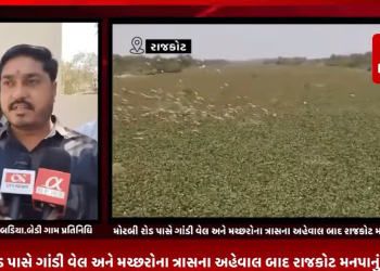 રાજકોટમાં મોરબી રોડ પાસે ગાંડી વેલ અને મચ્છરોના ત્રાસના અહેવાલ બાદ રાજકોટ મનપાનું તંત્ર જાગ્યું,આજી 2 નદીમાં માંથી ગાંડી વેલ કાઢવાની કામગીરી મનપાએ કરી શરૂ,એક મશીનથી ગાંડી વેલનો પ્રશ્ન હલ ન થાયના ગ્રામજન અને બેડી પંચાયત કચેરીના પ્રતાઈનિધીએ લગાવ્યા આક્ષેપ.