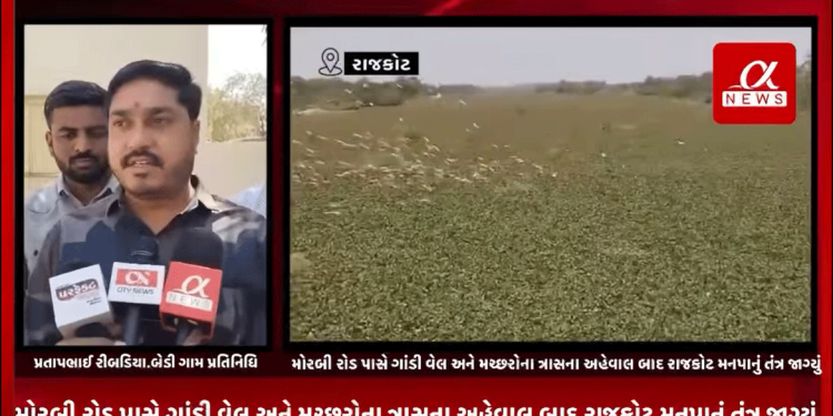 રાજકોટમાં મોરબી રોડ પાસે ગાંડી વેલ અને મચ્છરોના ત્રાસના અહેવાલ બાદ રાજકોટ મનપાનું તંત્ર જાગ્યું,આજી 2 નદીમાં માંથી ગાંડી વેલ કાઢવાની કામગીરી મનપાએ કરી શરૂ,એક મશીનથી ગાંડી વેલનો પ્રશ્ન હલ ન થાયના ગ્રામજન અને બેડી પંચાયત કચેરીના પ્રતાઈનિધીએ લગાવ્યા આક્ષેપ.