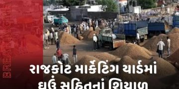 રાજકોટ માર્કેટિંગ યાર્ડમાં ઘઉં સહિતનાં શિયાળુ પાકની આવકો વધી