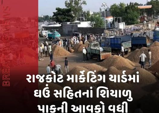 રાજકોટ માર્કેટિંગ યાર્ડમાં ઘઉં સહિતનાં શિયાળુ પાકની આવકો વધી