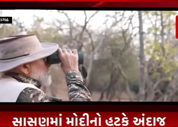 વડાપ્રધાન ત્રણ દિવસના ગુજરાતના પ્રવાસે છે. ત્યારે આજે વહેલી સવારે એમણે ગીર સફારીમાં સિંહદર્શન કર્યાં હતાં. ચુસ્ત પોલીસ બંદોબસ્ત અને વનવિભાગના ઉચ્ચકક્ષાના અધિકારીઓ સાથે વડાપ્રધાનના કાફલાનો ભંભાફોળ નાકાથી પ્રવેશ થયો હતો અને રૂટ નંબર બે ઉપરથી ખુલ્લી જિપ્સીમાં વડાપ્રધાને સિંહદર્શન કર્યાં હતાં. આ દરમિયાન વડાપ્રધાને ગીર સફારીમાં કરેલા ફોટોશૂટની કેટલીક તસવીરો સામે આવી છે.