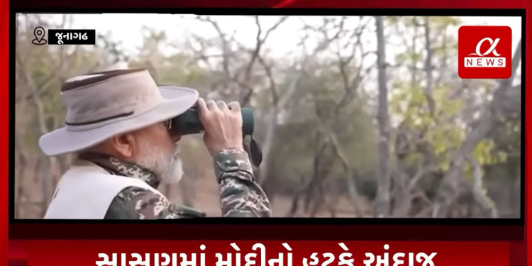 વડાપ્રધાન ત્રણ દિવસના ગુજરાતના પ્રવાસે છે. ત્યારે આજે વહેલી સવારે એમણે ગીર સફારીમાં સિંહદર્શન કર્યાં હતાં. ચુસ્ત પોલીસ બંદોબસ્ત અને વનવિભાગના ઉચ્ચકક્ષાના અધિકારીઓ સાથે વડાપ્રધાનના કાફલાનો ભંભાફોળ નાકાથી પ્રવેશ થયો હતો અને રૂટ નંબર બે ઉપરથી ખુલ્લી જિપ્સીમાં વડાપ્રધાને સિંહદર્શન કર્યાં હતાં. આ દરમિયાન વડાપ્રધાને ગીર સફારીમાં કરેલા ફોટોશૂટની કેટલીક તસવીરો સામે આવી છે.