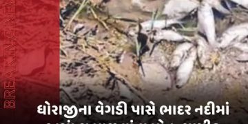 ધોરાજીના વેગડી પાસે ભાદર નદીમાં અસંખ્ય માછલાંના મોત,ન્યાયીક તપાસની માગણી