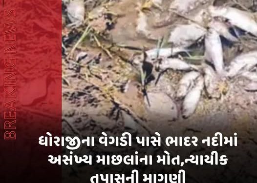 ધોરાજીના વેગડી પાસે ભાદર નદીમાં અસંખ્ય માછલાંના મોત,ન્યાયીક તપાસની માગણી