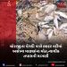 ધોરાજીના વેગડી પાસે ભાદર નદીમાં અસંખ્ય માછલાંના મોત,ન્યાયીક તપાસની માગણી